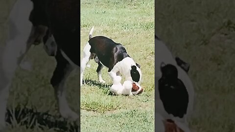 he likes his toy. see the Happy Dog Mattis Playlist for more cuteness overload