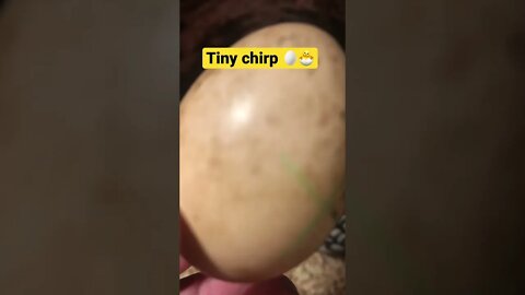 Chick chirping inside egg!