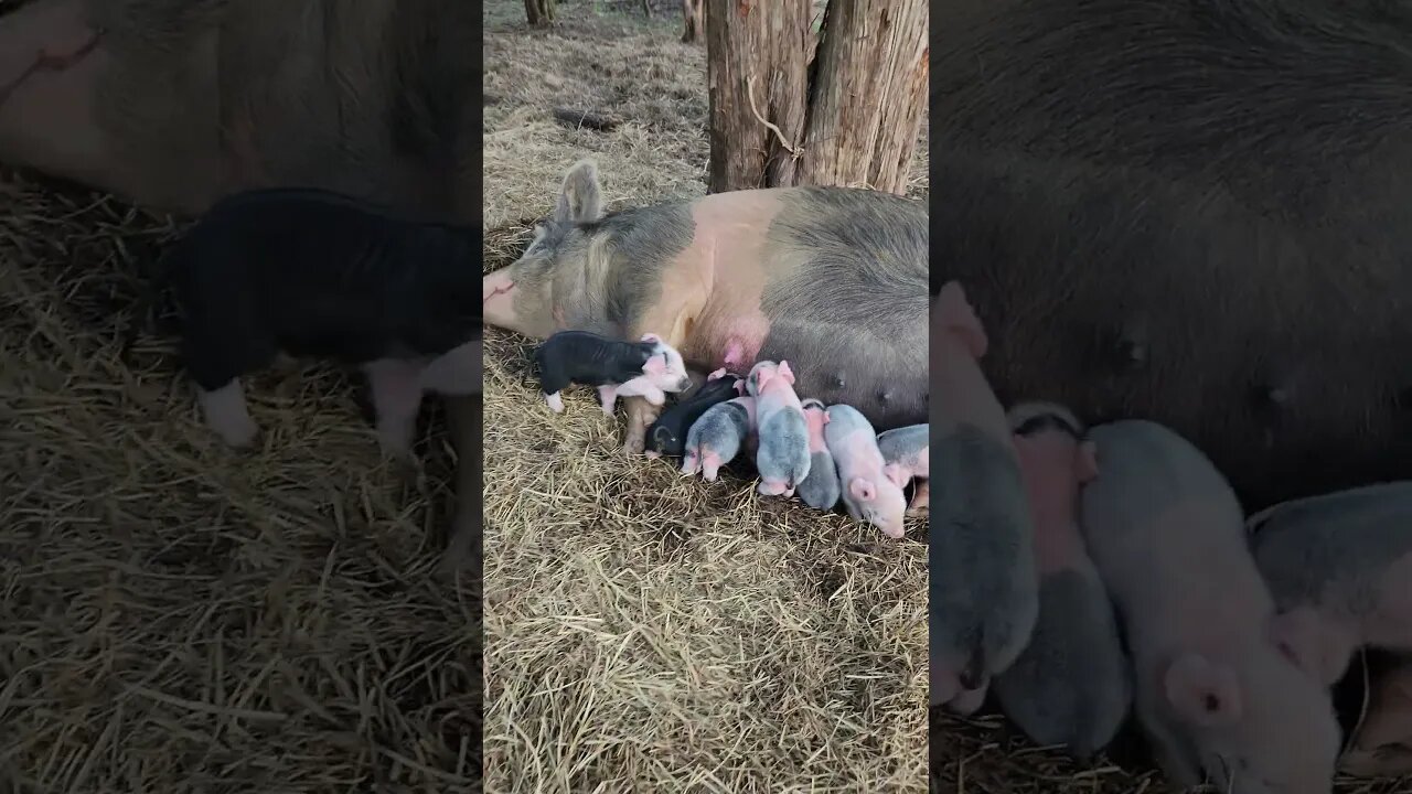 Pigs Piglets Getting Breakfast in the Woods #kärnəvór #carnivore #shorts #hereford #pigtalk