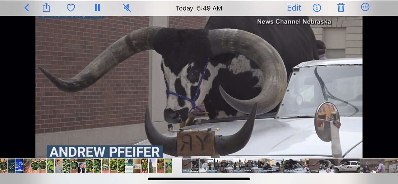 Beefed buffalo loaded up on a car