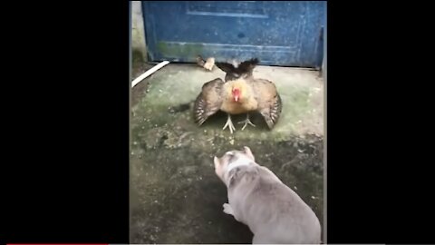 Dog Vs Chicken Fight - FUNNY Dog Fight Series