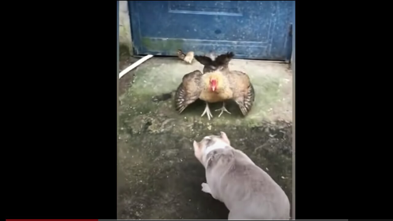 Dog Vs Chicken Fight - FUNNY Dog Fight Series