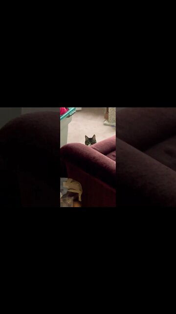 Cats Helping Decorate for Christmas