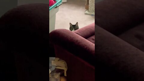 Cats Helping Decorate for Christmas