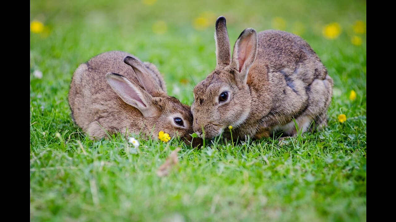 Baby Bunny Rabbits Binky - CUTEST Compilation