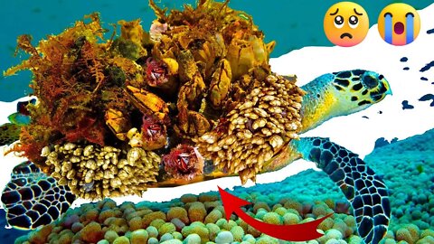 Kind Person Cleans Barnacle-ridden Sea Turtle | The Worst Barnacles Cases