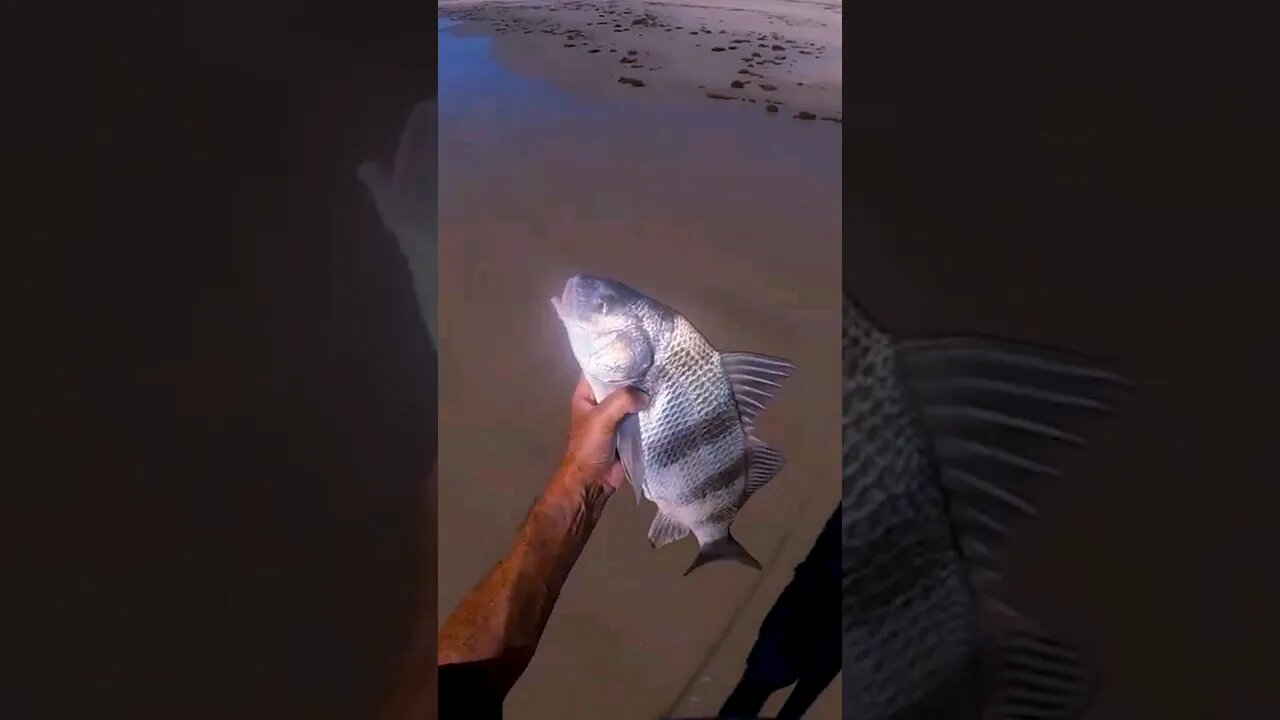 Port Aransas surf fishing for Black Drum #shorts