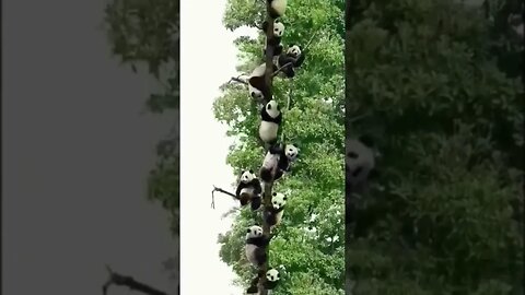 Funny Panda Video 🐼 😂 #shorts #viral
