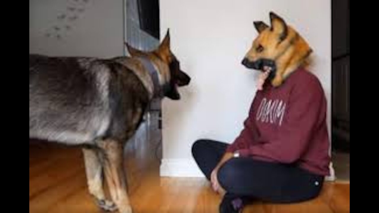 Prank With Dog New Funny Videos