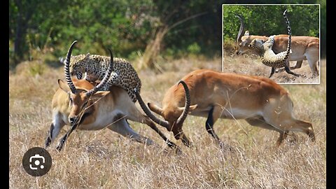 Role Reversal: Brave Deer and Pigs Turn the Tables on Tigers!