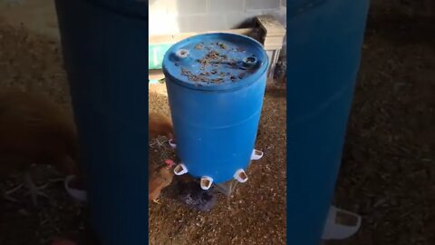 How to make The Giga Chicken Feeder