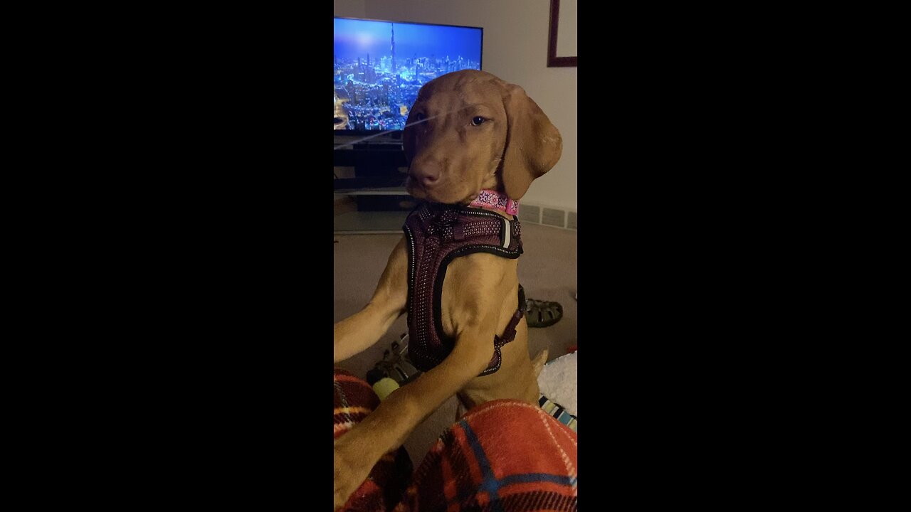 Vizsla loves water bottle