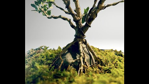 Rock Bonsai - Japanese Boxwood Bonsai adding a Rock and Moss