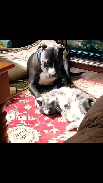 "If I ignore him, he might go away"- Cat. #pets #catlover #doglover #staffy #shortvideo