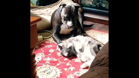 "If I ignore him, he might go away"- Cat. #pets #catlover #doglover #staffy #shortvideo