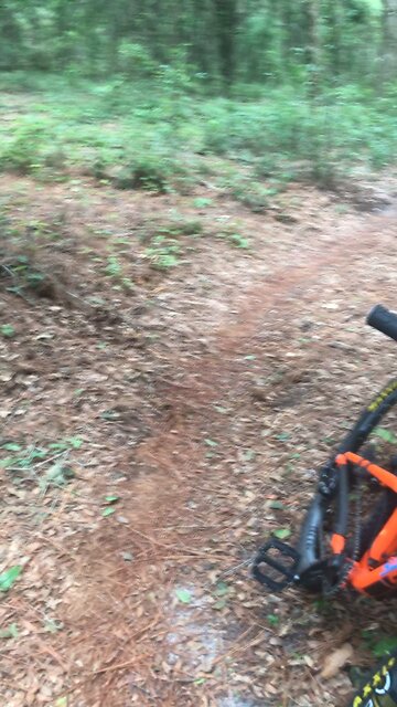 Spider Trail and Reishi type mushroom ?
