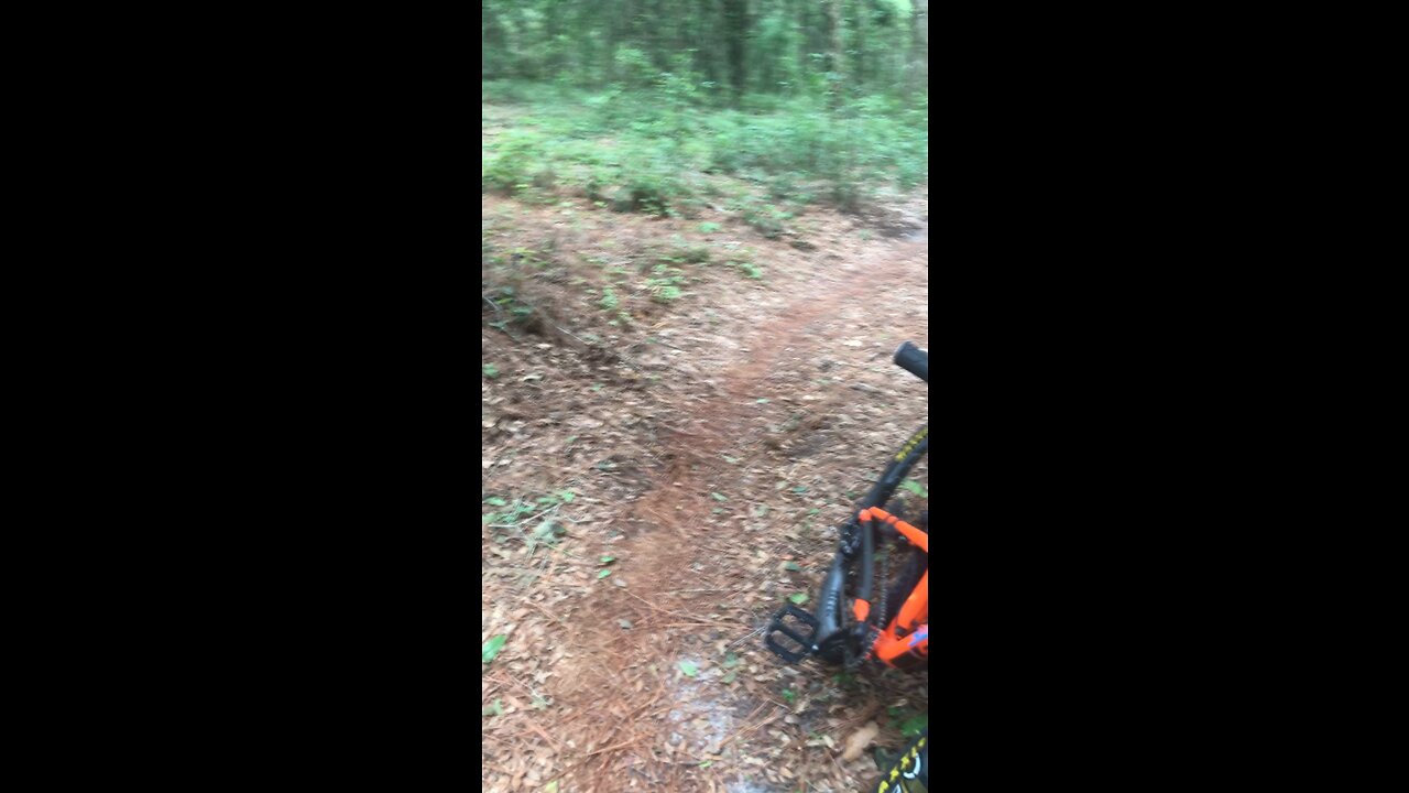 Spider Trail and Reishi type mushroom ?