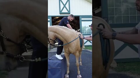 Doc working on a Riding Horse!