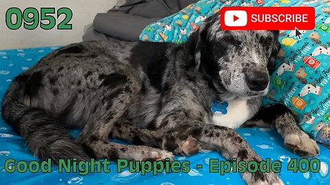 [0952] GOOD NIGHT PUPPIES - EPISODE 400 [#dogs #doggos #doggos #puppies #dogdaycare]