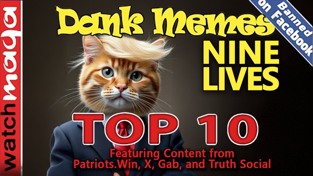 Nine Lives: TOP 10 MEMES