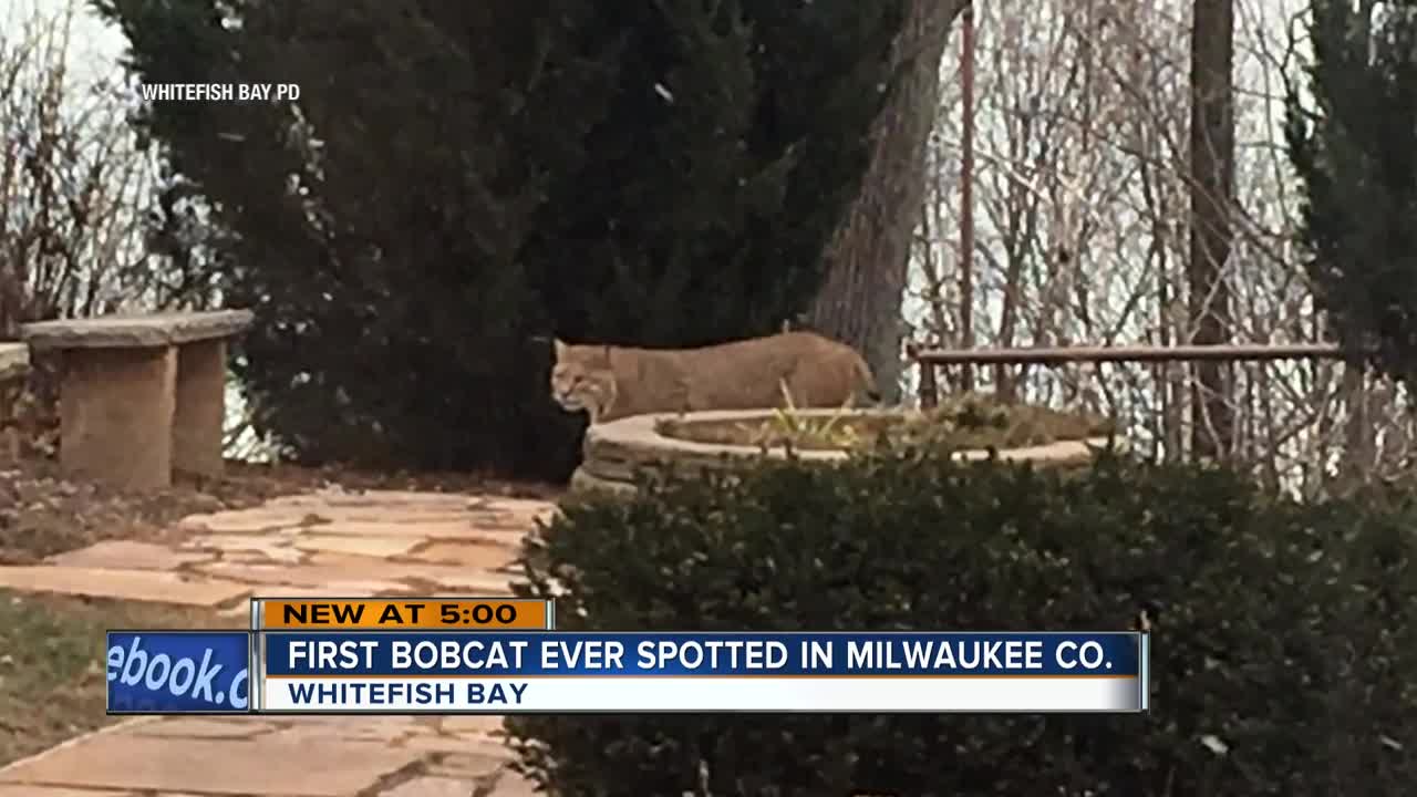 ‘Extremely rare’ bobcat sightings reported in Whitefish Bay