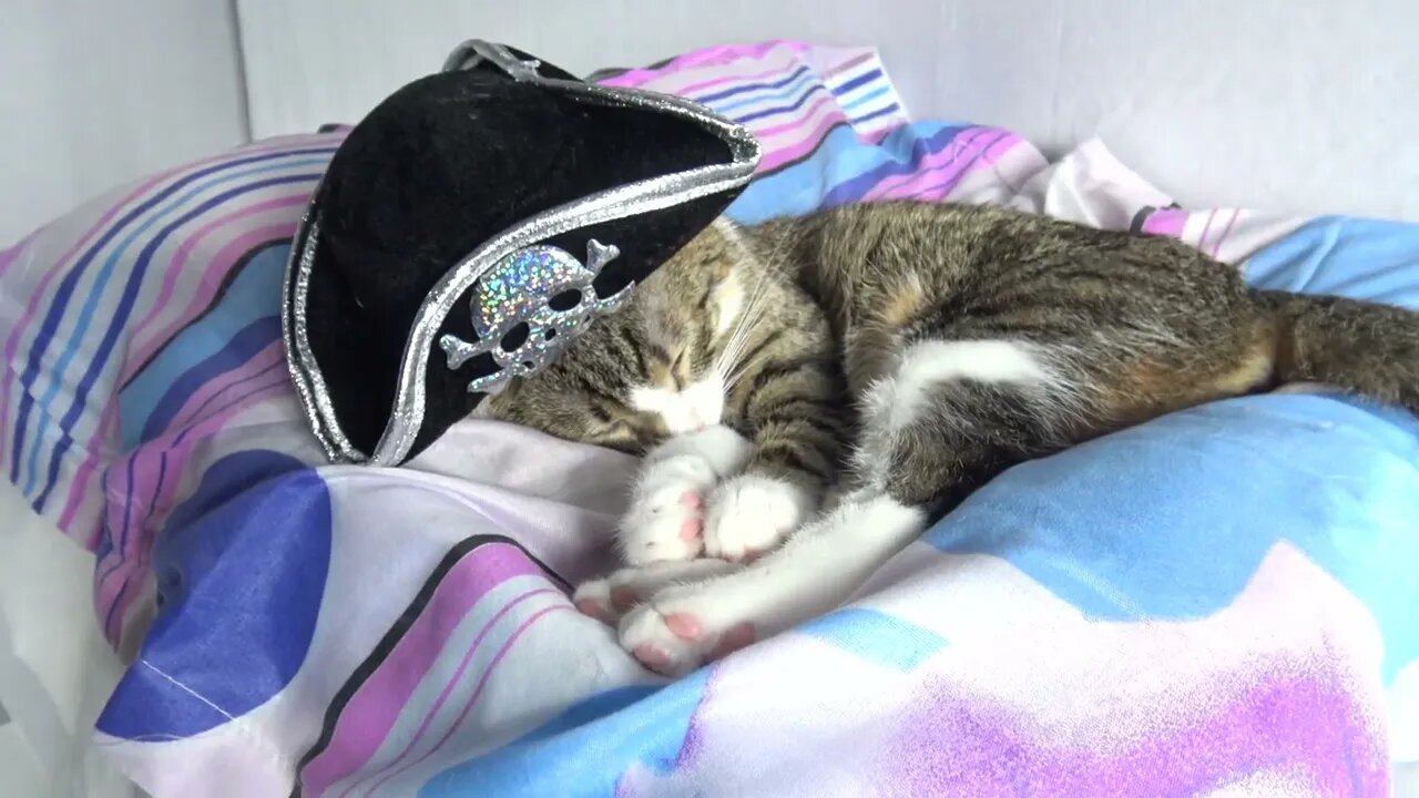 Sleepy Pirate Cat is Scared by a Motorcycle