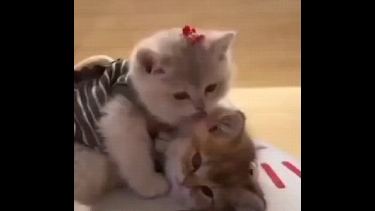 funny cats funny dogs animals video #111
