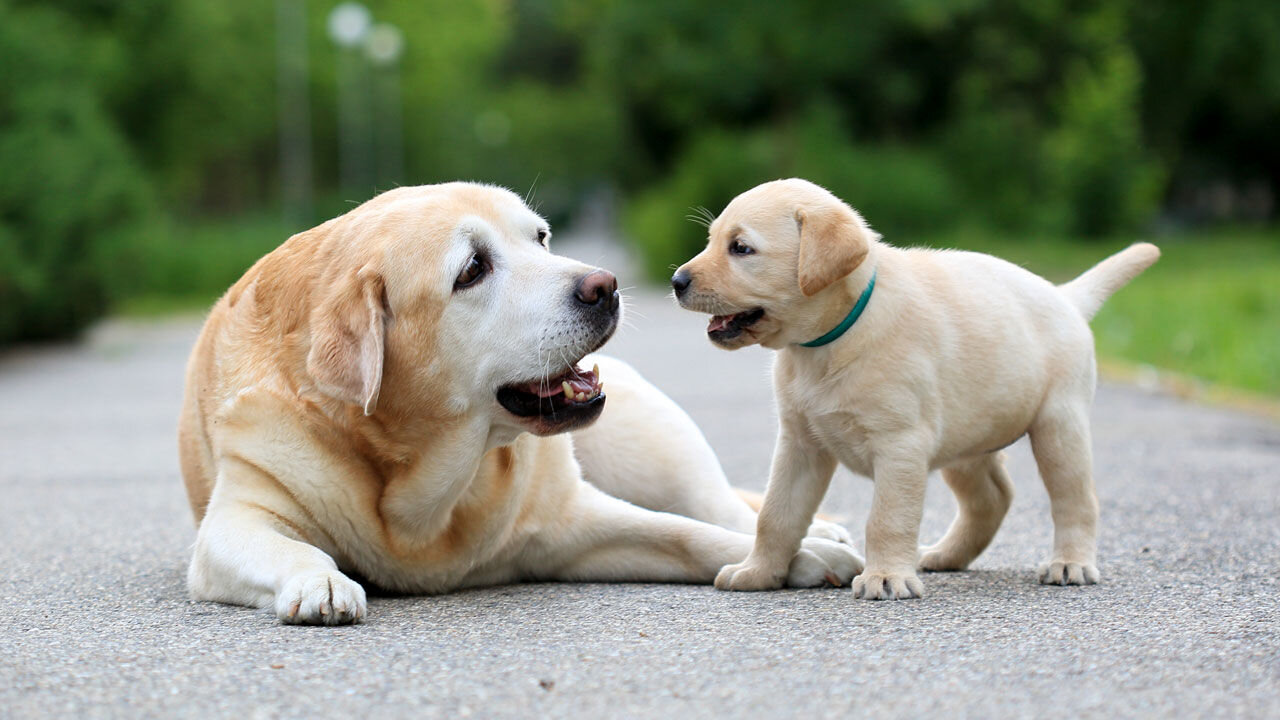 Mom and puppy are together at last.