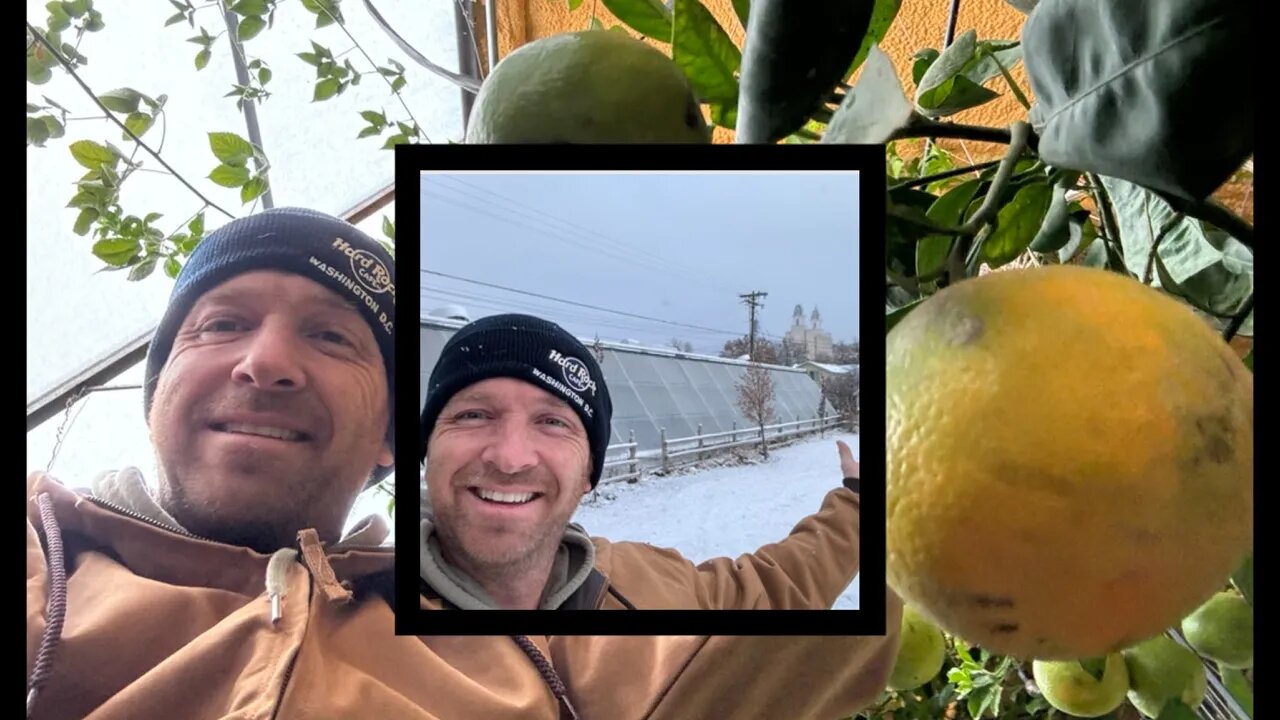 Growing Oranges In The Snow | November Greenhouse Update