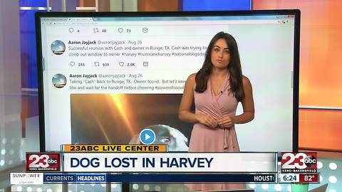 Twitter helps dog get back to owner during Harvey