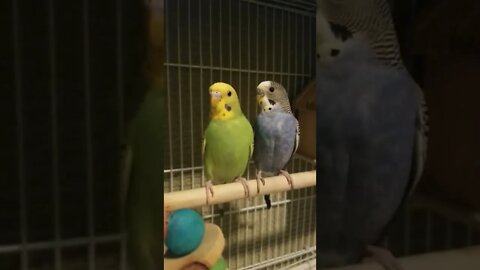 Budgies Alors On Danse Too Cute! 😂#budgies #shorts #youtubeshorts #animallover #parakeets