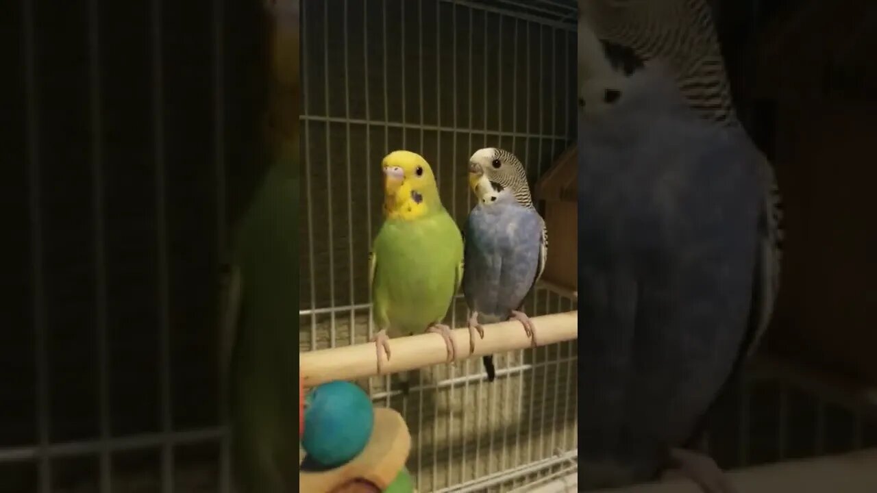 Budgies Alors On Danse Too Cute! 😂#budgies #shorts #youtubeshorts #animallover #parakeets
