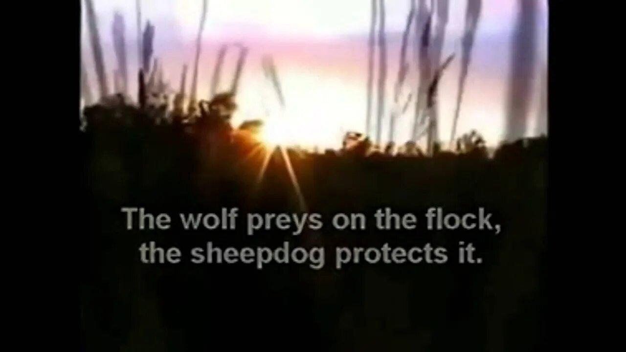 Wolf vs Sheepdog