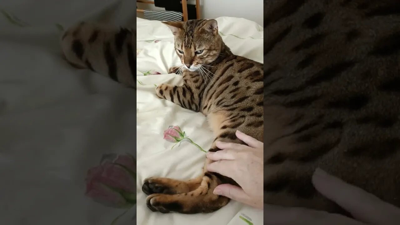 How I warm my cat's toebeans #bengalcat #toebeans #wintercatcare #funny #viralcat