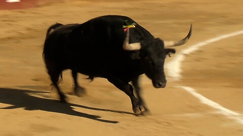 2024 08 15 CENICIENTOS CORRIDA DE TOROS CONDE DE LA CORTE