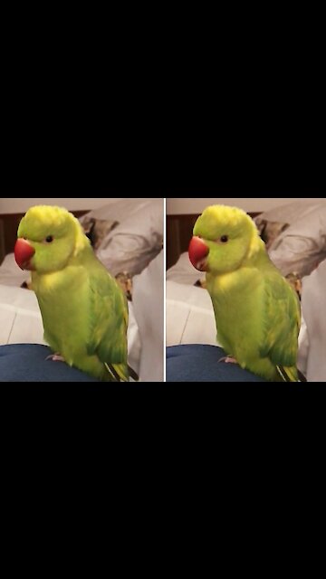 Talking parrot says "choo-choo train" with the cutest voice ever