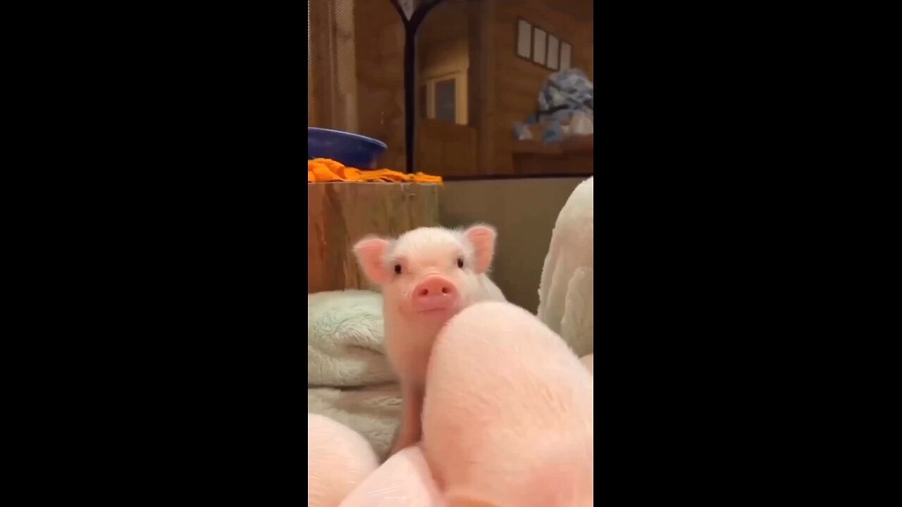 cute pig babies 🐷