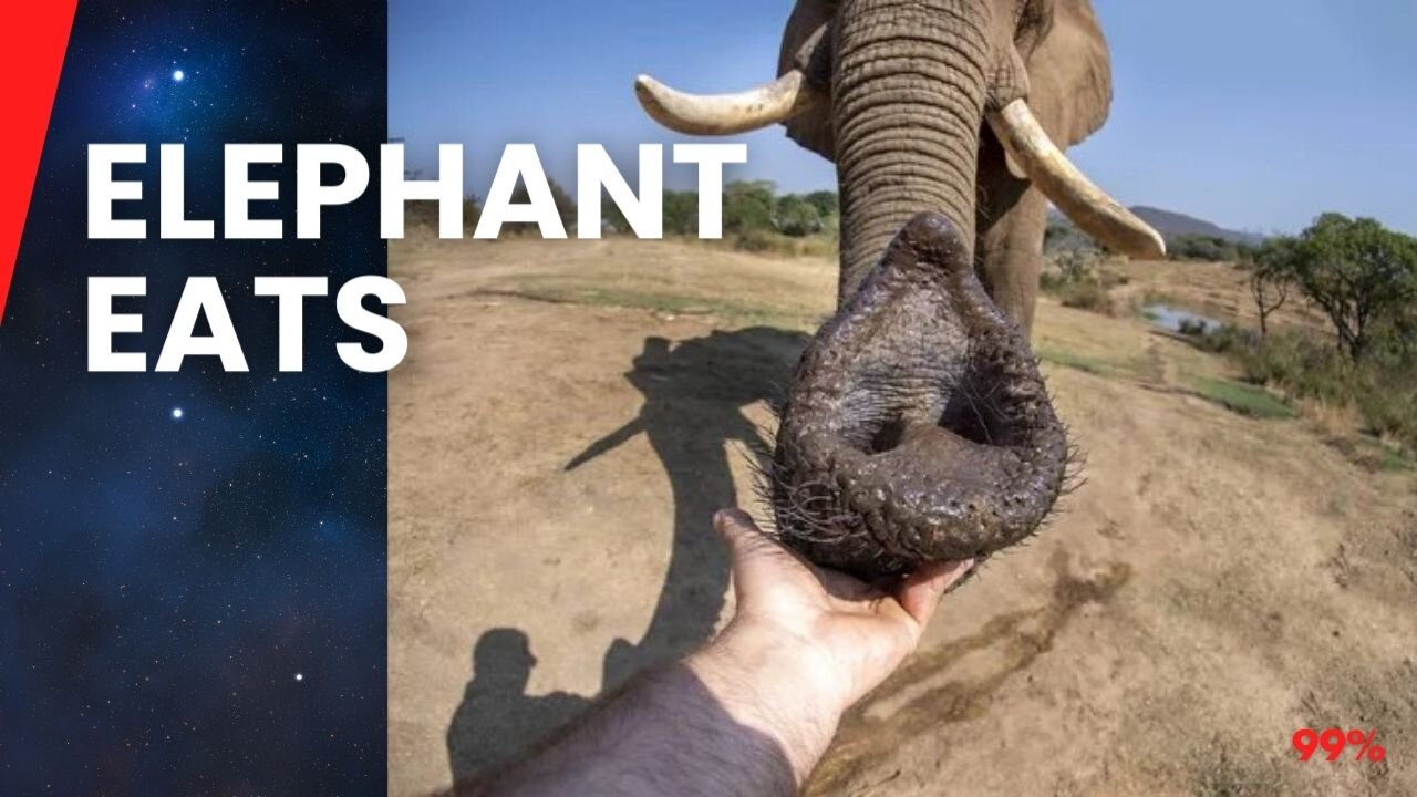 Elephant Goes Bananas: Up Close and Personal!