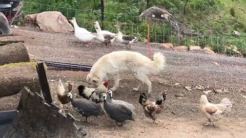 Thin maremma from the pound arrives at new home in time for Christmas