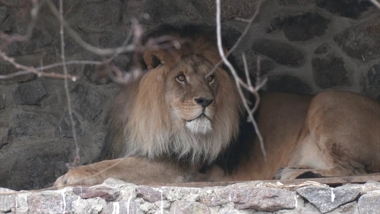 Staff Members Move Into Kyiv Zoo to Care for Animals