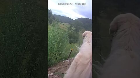 Farm Cam. Rescue Maremma doing well