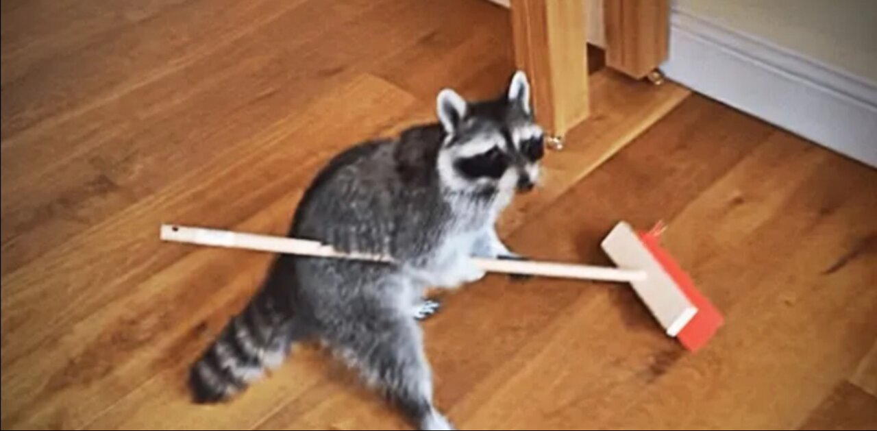 Funniest Cutest Racoon Compilation Try Not To Laugh