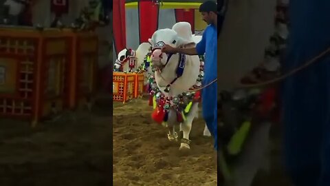 Cow/Qurbani Eid 2023 #youtubeshorts #viral #trending #shortvideo #bakraeid2023