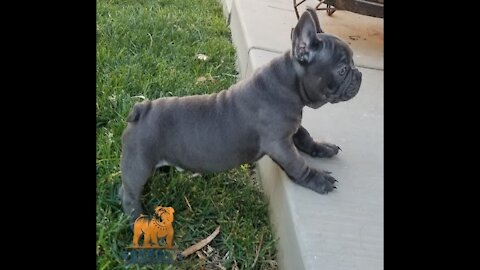 French Bulldog Puppy 12 weeks old _ Blue Boy Bulldog