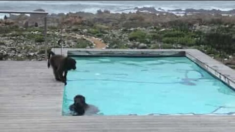 Baboons' hilarious poolside antics caught on film