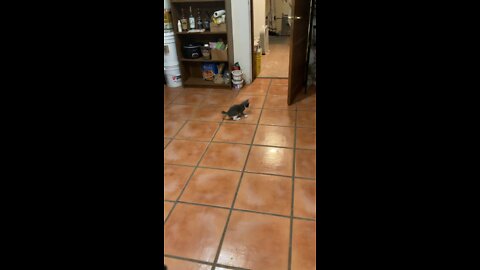 To catch a kitteh
