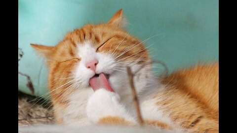 Funny animals 2021- Cute cats doing funny things | Funny cats