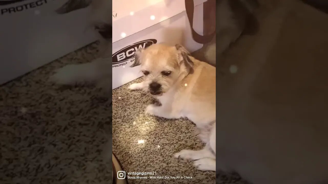 GIZMO GOT YOU ALL IN CHECK