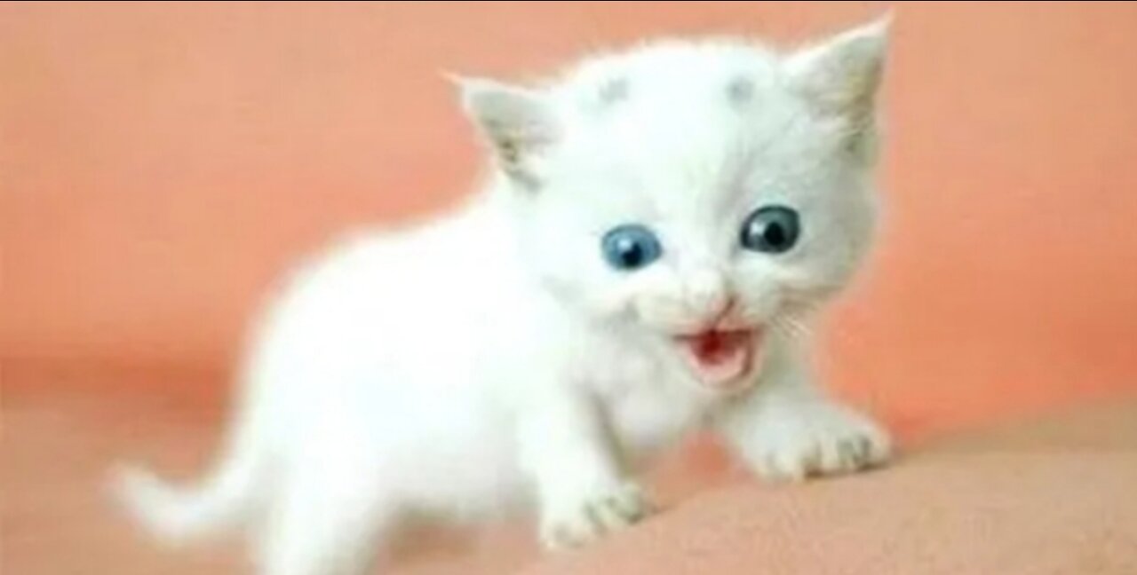 Cute cat tried drinking water by glass pot