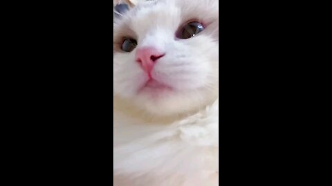 cute cat video part 3